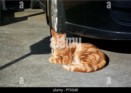 Gorgeous red tabby cat gingembre au soleil devant une voiture dans l'entrée. Banque D'Images