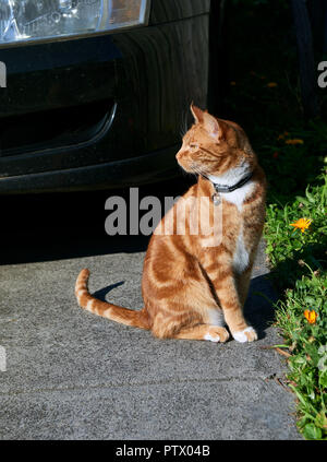 Beau jeune ginger red cat assis dans une allée à côté d'un lit de fleur. Banque D'Images