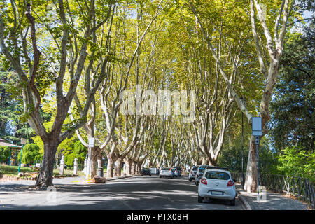 Arbres sur la promenade du janicule, Rome Banque D'Images