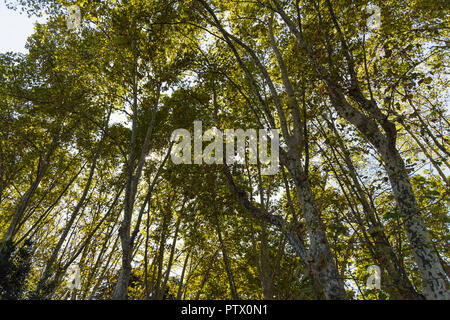 Arbres sur la promenade du janicule, Rome Banque D'Images