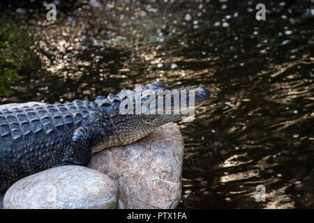 Jeune Alligator mississippiensis Alligator repose sur le rivage d'un grand étang Banque D'Images