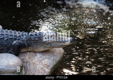 Jeune Alligator mississippiensis Alligator repose sur le rivage d'un grand étang Banque D'Images