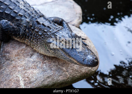 Jeune Alligator mississippiensis Alligator repose sur le rivage d'un grand étang Banque D'Images