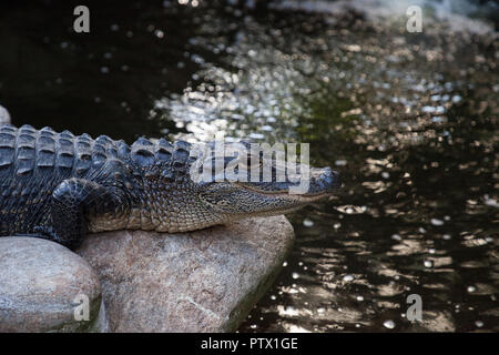 Jeune Alligator mississippiensis Alligator repose sur le rivage d'un grand étang Banque D'Images