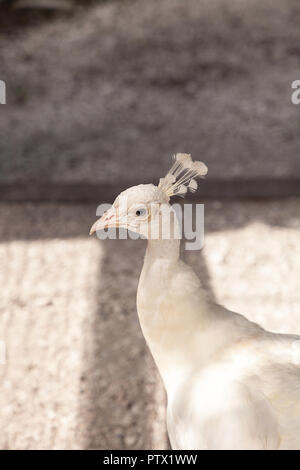 Paon blanc ou blanc est aussi appelé paons Pavo cristatus dans un jardin dans le sud-ouest de la Floride. Banque D'Images