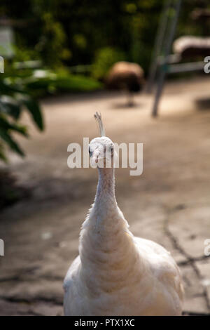 Paon blanc ou blanc est aussi appelé paons Pavo cristatus dans un jardin dans le sud-ouest de la Floride. Banque D'Images