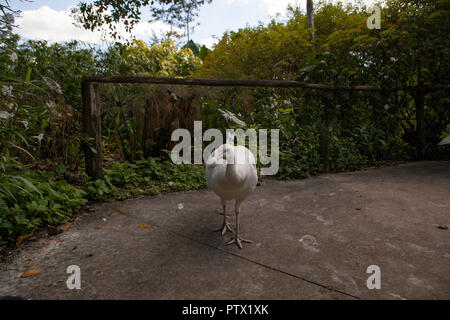 Paon blanc ou blanc est aussi appelé paons Pavo cristatus dans un jardin dans le sud-ouest de la Floride. Banque D'Images