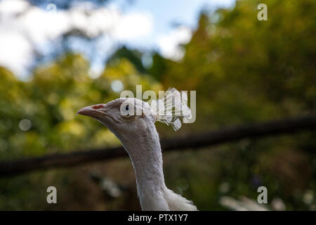 Paon blanc ou blanc est aussi appelé paons Pavo cristatus dans un jardin dans le sud-ouest de la Floride. Banque D'Images