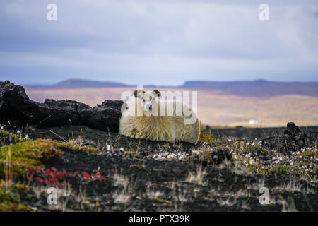 Mouton solitaire sur l'islande Banque D'Images
