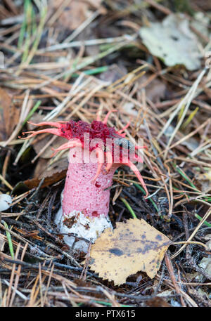 Étoile de champignon : Aseroe rubra. Surrey, UK. Banque D'Images