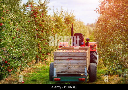Vieux tracteur avec remorque dans le verger de pommiers Banque D'Images