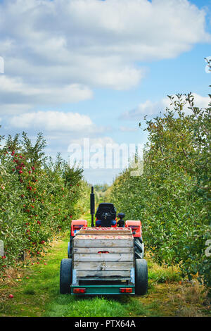 Vieux tracteur avec remorque dans le verger de pommiers Banque D'Images