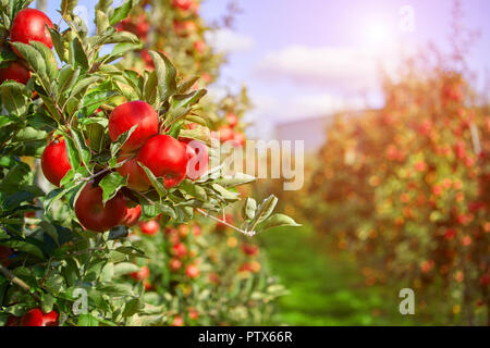 Des pommes rouges sur un arbre Banque D'Images