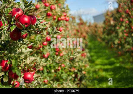 Des pommes rouges sur un arbre Banque D'Images