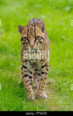 L'Ocelot (Leopardus pardalis mâle), originaire d'Amérique centrale et du Sud. Captifs à Port Lympne Wild Animal Park, Kent, UK Banque D'Images