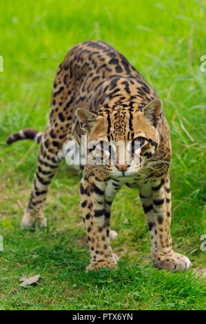 L'Ocelot (Leopardus pardalis mâle), originaire d'Amérique centrale et du Sud. Captifs à Port Lympne Wild Animal Park, Kent, UK Banque D'Images