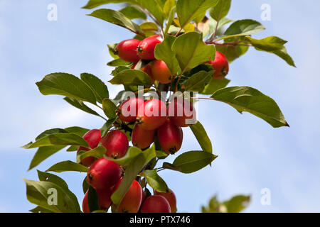 Crabe rouge des pommes ( Malus sylvestris ) sur la branche d'arbre à feuillage vert et bleu ciel Banque D'Images