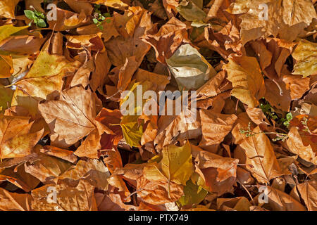 Tapis de feuilles d'automne d'or à même le sol forestier, Close up Banque D'Images