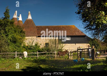 UK, Kent, Maidstone, Maidstone, Lock Lane, Kent Life open-air museum et heritage farm park, des ânes dans le champ par maisons Oast Banque D'Images