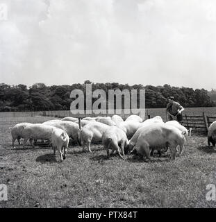 Années 1950, historique, l'agriculture britannique, des porcs en plein air dans un champ clos d'alimentation de l'alimentation étant donné par un agriculteur, Engalnd, UK. Banque D'Images