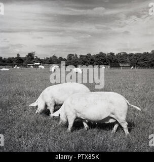 Années 1950, historique, l'agriculture britannique, deux porcs en plein air dans un champ de manger de l'herbe, Engalnd, UK. Banque D'Images