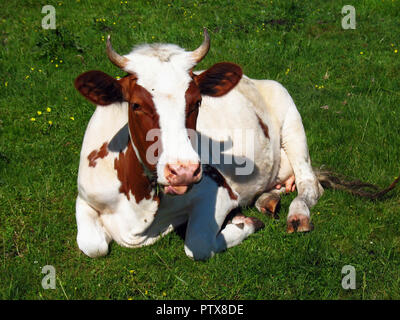 Cheerful vache blanche indique la langue dans le pré Banque D'Images