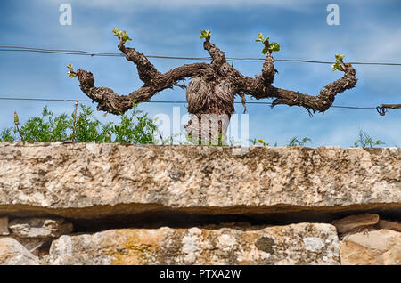 Un noueux, tordus vieille vigne est l'envoi des pousses au printemps près de la ville de Morey-St Denis en Bourgogne, en France. Banque D'Images