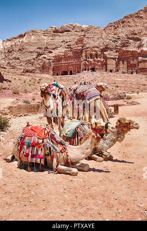 Un petit groupe de chameaux attend pour une randonnée sur le chemin principal dans la magnifique destination de Petra en Jordanie. Banque D'Images