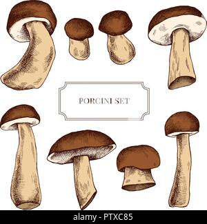 Vector collection de champignons dessinés à la main, très détaillé Illustration de Vecteur