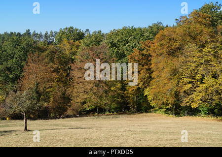 Old Apple Tree sur le bord de la forêt d'automne Banque D'Images