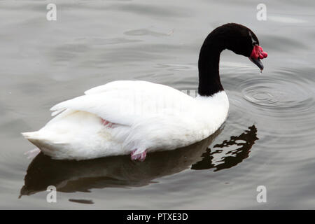 Black-Necked nager dans Le Lac des cygnes Banque D'Images