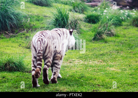 Tigre blanc solitaire marche dans le zoo Banque D'Images