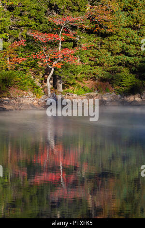 Reflet de feuillage d'automne, le lac Eagle, l'Acadia National Park, Maine Banque D'Images