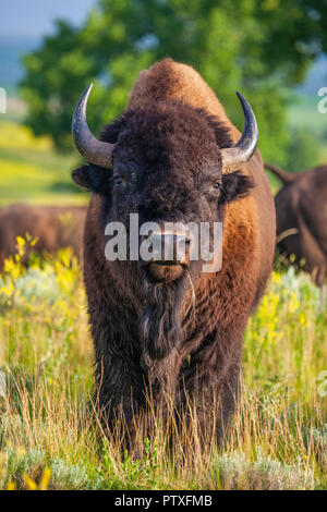 Bison d'Amérique, unité nord, Parc National Theodore Roosevelt, Dakota du Nord Banque D'Images