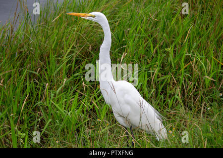 Grande aigrette (Ardea alba) dans le parc national des Everglades, Florida, USA Banque D'Images