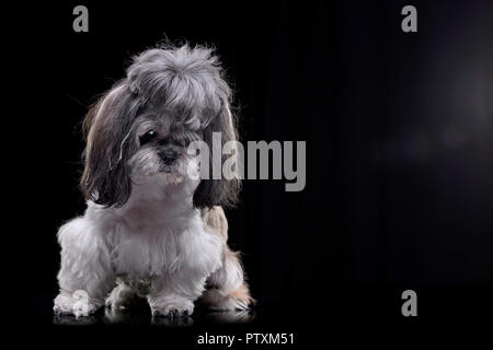 Portrait d'une adorable Shih-Tzu chien assis sur fond noir. Banque D'Images