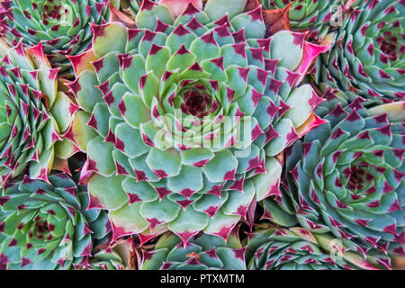 Vue rapprochée d'une plante succulente qui prospère dans des conditions sèches Banque D'Images