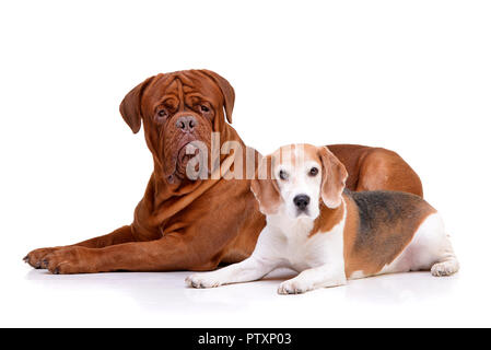 Portrait d'une adorable Dogue de Bordeaux et d'un beagle couché sur fond blanc. Banque D'Images