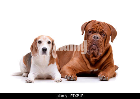 Portrait d'une adorable Dogue de Bordeaux et d'un beagle couché sur fond blanc. Banque D'Images