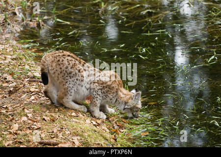 Lynx (Lynx lynx) Parc national de Bavière, en Allemagne. Prisonnier Banque D'Images