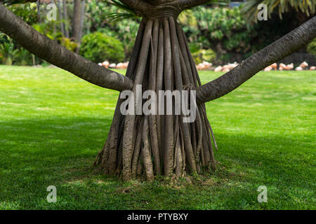 La base du tronc de l'arbre est jeune (Canaries Dracaena draco arbre dragon). Banque D'Images