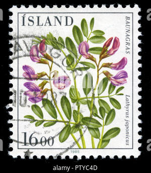 Timbre cachet de l'Islande, à la série fleurs émises en 1985 Banque D'Images