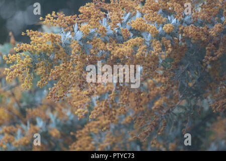 Acacia baileyana 'Purpurea' ou l'affichage de son unique des fleurs orange et feuilles vraies au National Botanical Gardens, Canberra, Australie Banque D'Images
