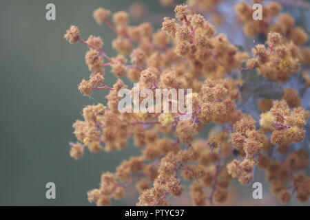 Acacia baileyana 'Purpurea' ou l'affichage de son unique des fleurs orange et feuilles vraies au National Botanical Gardens, Canberra, Australie Banque D'Images