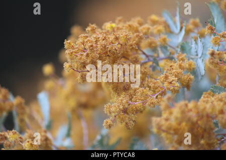 Acacia baileyana 'Purpurea' ou l'affichage de son unique des fleurs orange et feuilles vraies au National Botanical Gardens, Canberra, Australie Banque D'Images