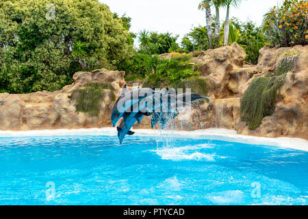 Un groupe de grands dauphins (Tursiops truncatus) faire un saut hors de l'eau. Banque D'Images