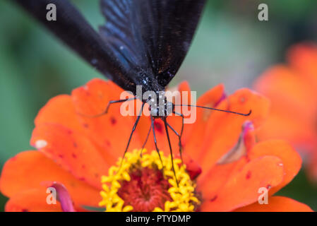 Grand Mormon -Papilio memnon- le grand papillon noir foncé trouvés dans le sud de l'Asie sur une fleur rouge dans la province du Sichuan, Chine Banque D'Images