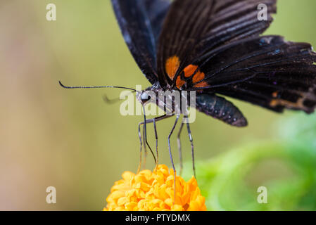 Grand Mormon -Papilio memnon- le grand papillon noir foncé trouvés dans le sud de l'Asie sur une fleur jaune dans la province du Sichuan, Chine Banque D'Images