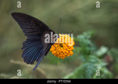 Grand Mormon -Papilio memnon- le grand papillon noir foncé trouvés dans le sud de l'Asie sur une fleur jaune dans la province du Sichuan, Chine Banque D'Images