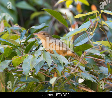 Peu migratrice de la grive de Bicknell-roux ou migratrice (Colluricincla megarhyncha) avec bec en insectes dans le feuillage, Atherton, Far North Queensland, FN Banque D'Images